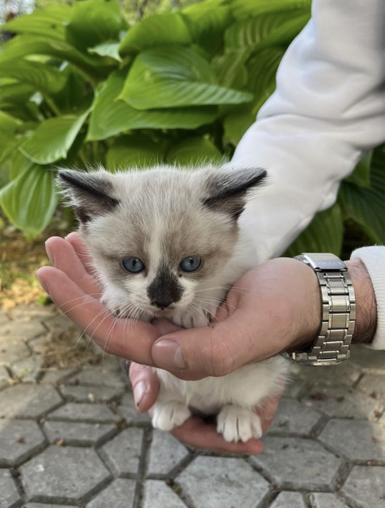 Сноу-шу , тайские котики , сиамские