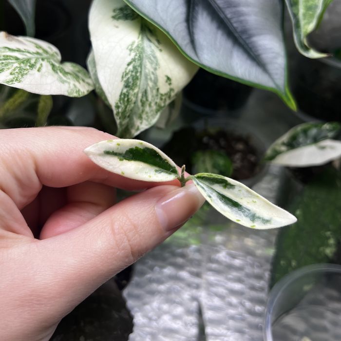 hoya lyi prism хойя