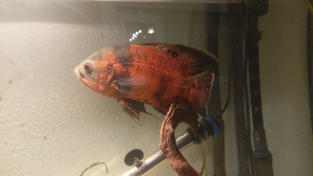 Troca Arowana Silver, Oscar e Platydoras armatulus