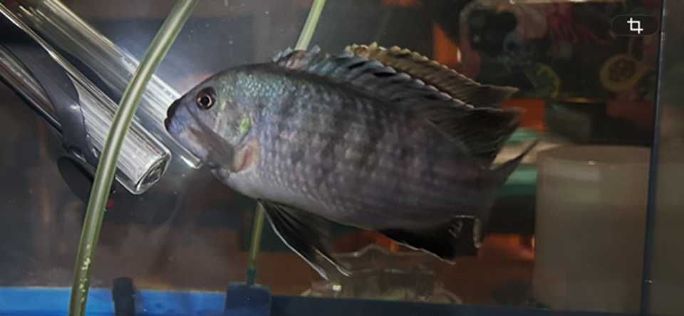 Aulonocara Electric Blue