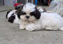 Śliczny Piesek shih tzu