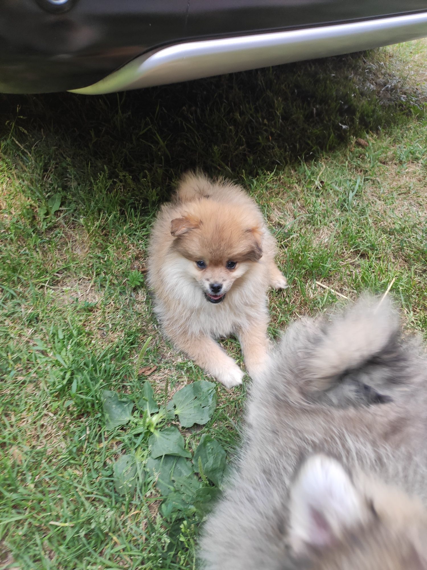Szpic miniaturowy pomeranian szpice z metryką i czipem