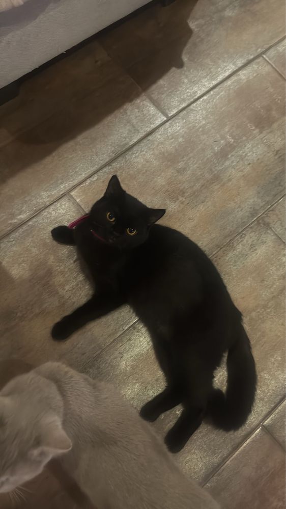 Gatinhos doces adoção