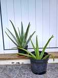 Aloe Veras medicinais