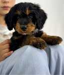 Bernedoodle małe Medium sunia hybryda Berneński Pies Pasterski