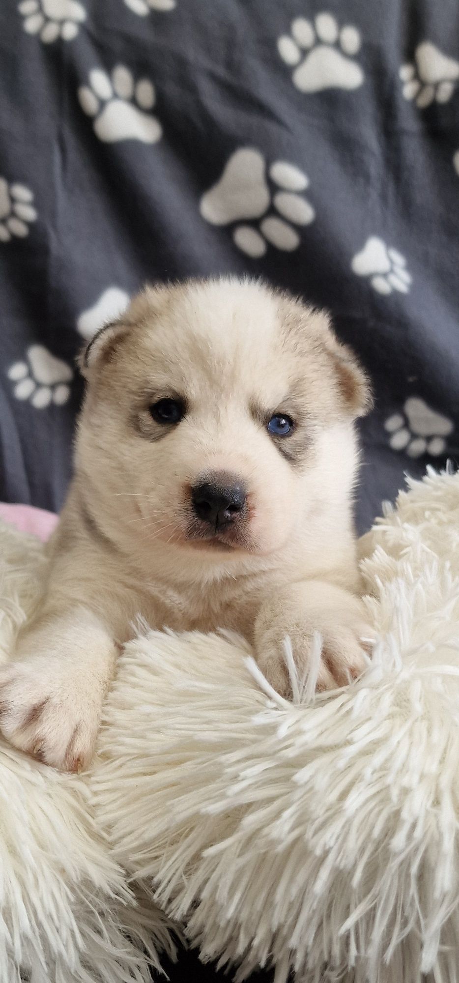 Siberian Husky-piękny piesek!