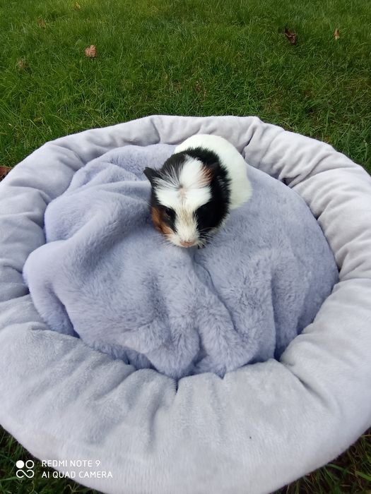 Świnki morskie, cavia domowa