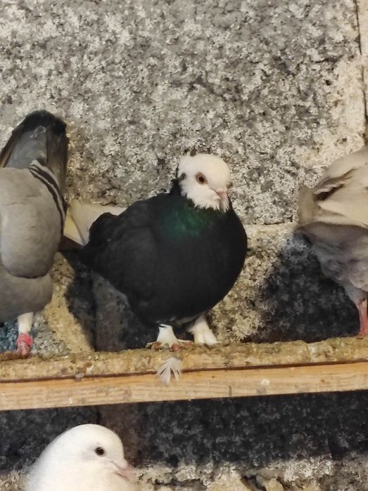 Winerki/murzyny/tiplery/łyski/budapeszty świetne na mamki