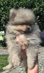 Szpic miniaturowy / pomeranian