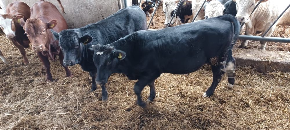 Sprzedam odsadki byczki MM BB SM LM