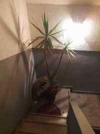 Dou palmeira com vaso