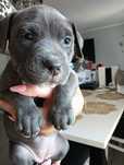 American staffordshire terrier Ostatnia suczka