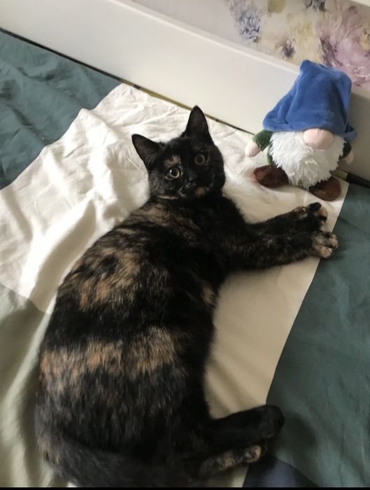 Кошка котенок котята