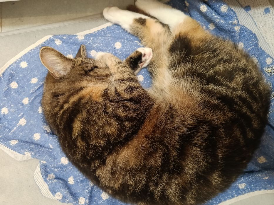 Oddam kotkę 2 letnią.