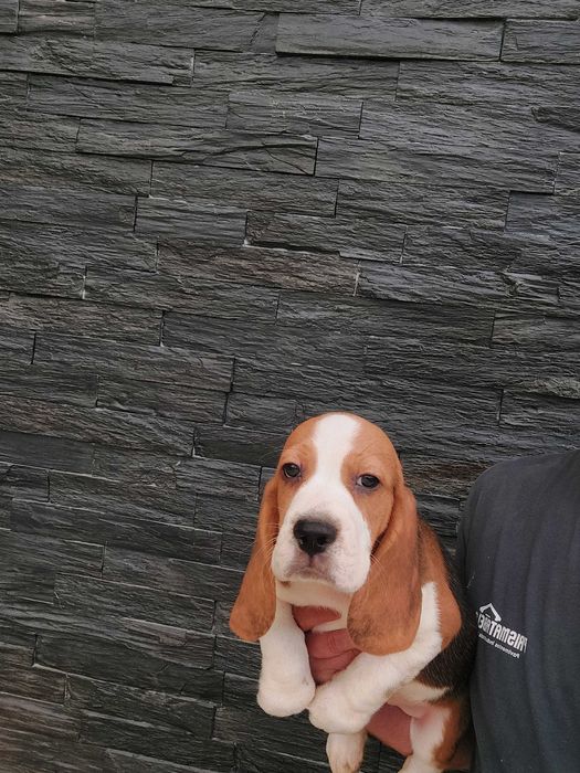 Beagle  tricolor