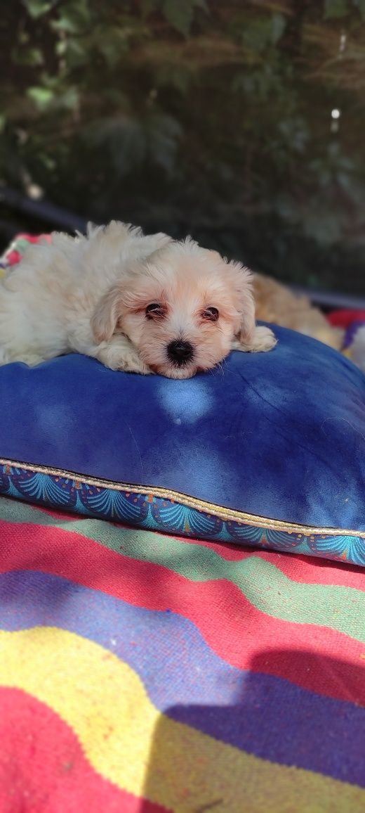 Maltipoo mini chłopiec Warszawa maltańczyk pudel
