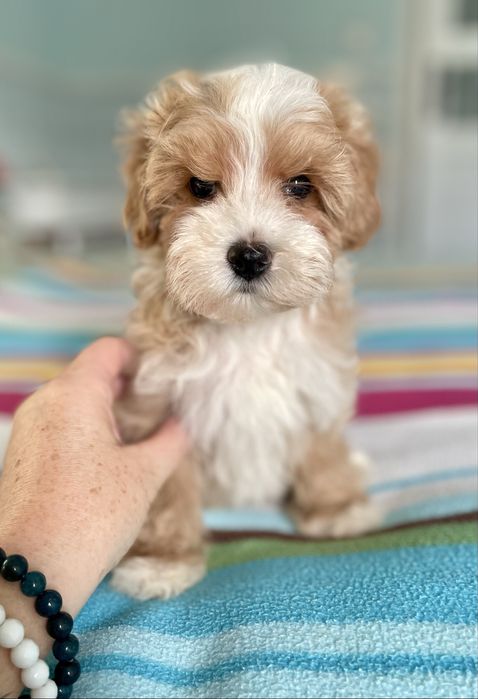 Maltipoo sunia F1