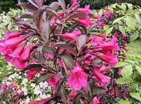 Weigela Krzewuszka - różne odmiany kolory