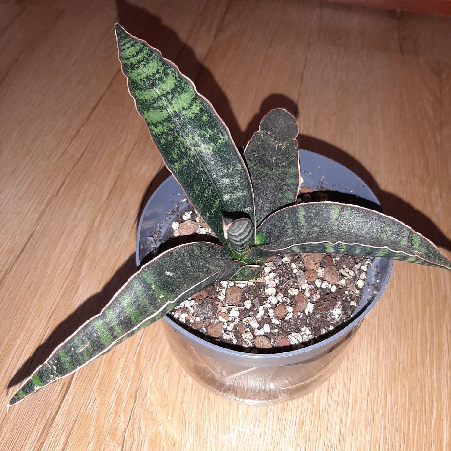 Sansevieria Fischeri