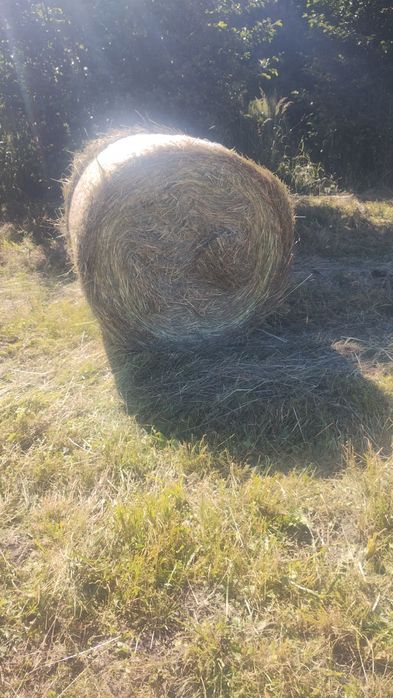 Sprzedam siano w kostkach lub belach.