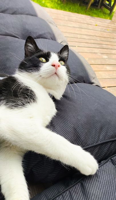 Młody Kocurek Loki do adopcji, szuka domu!