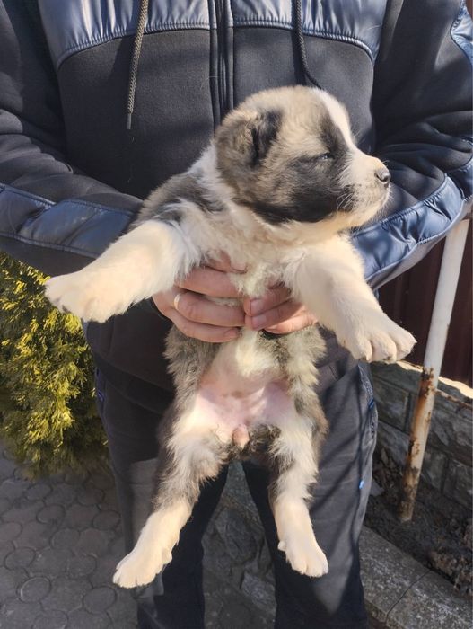 Продам цуценят Алабая