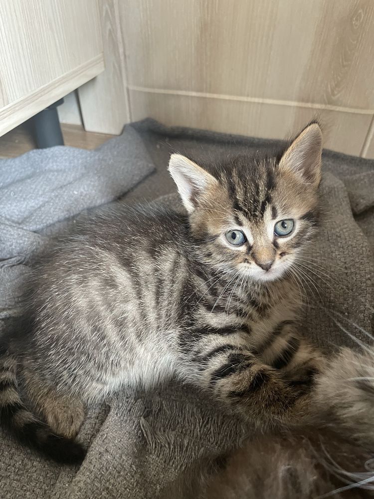 Котик безкоштовно.