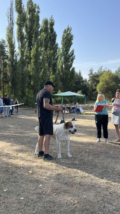 Кабель САО середньоазітська вівчарка для в'язки