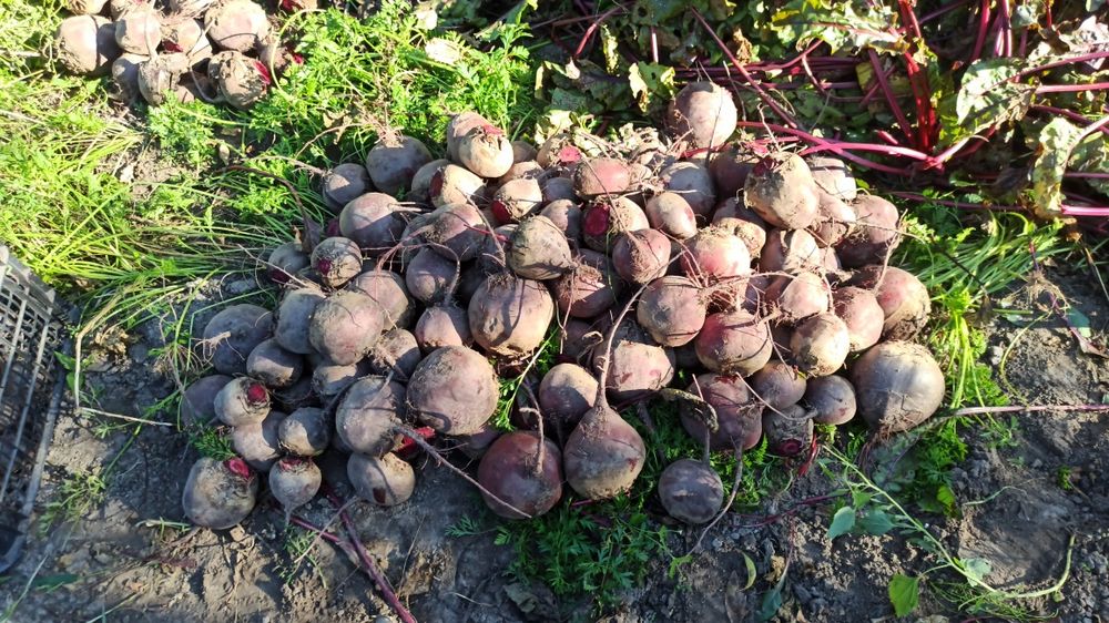 Домашній червоний буряк