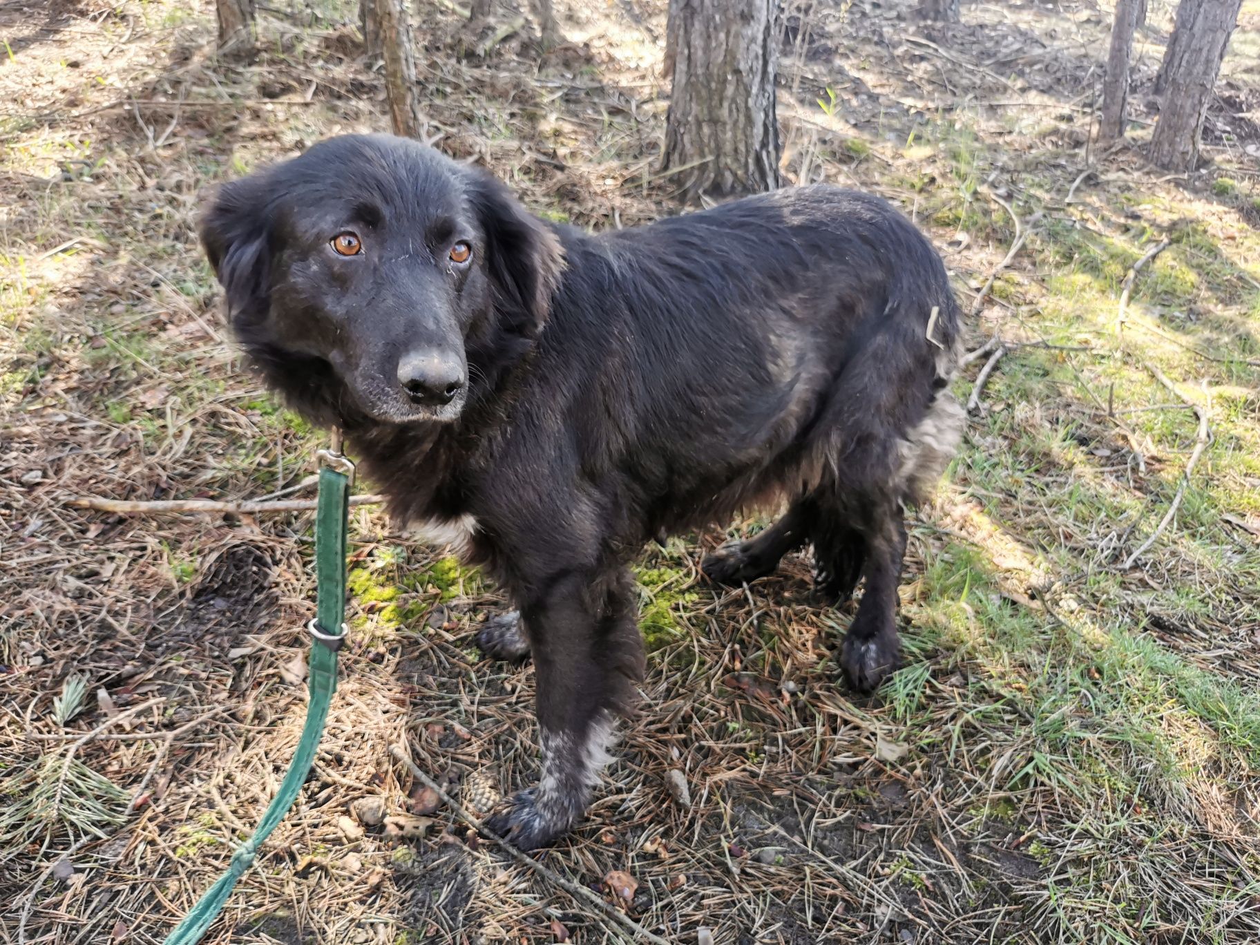 KAMA młoda spokojna suczka poleca się do adopcji