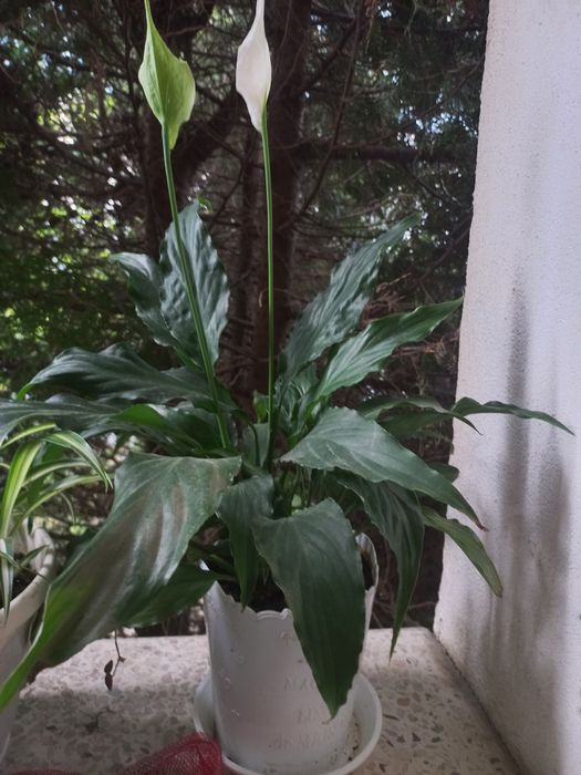 Спатифілум (жіноче щастя)