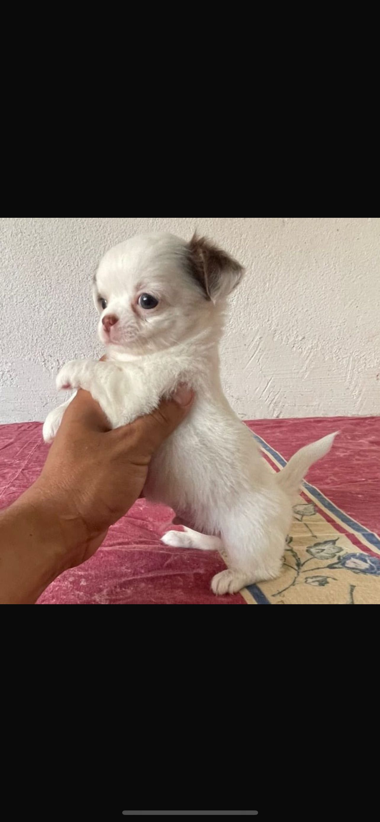 Chihuahua macho miniatura pelo longo
