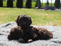 Lagotto romagnolo - brązowy PIESEK ZKwP FC do odbioru!