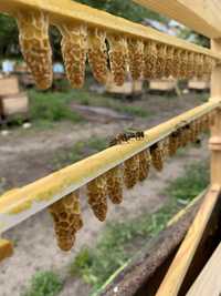 Неплідні бджоломатки, Українська Степова хмельницький тип.