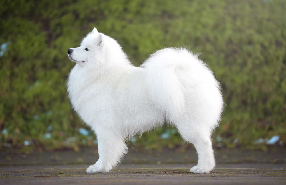 Zapowiedź miotu Samoyed listopad 2025 Epic Smile FCi