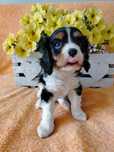 Cavalier King Charles Spaniel -  przepiękny piesek tricolor