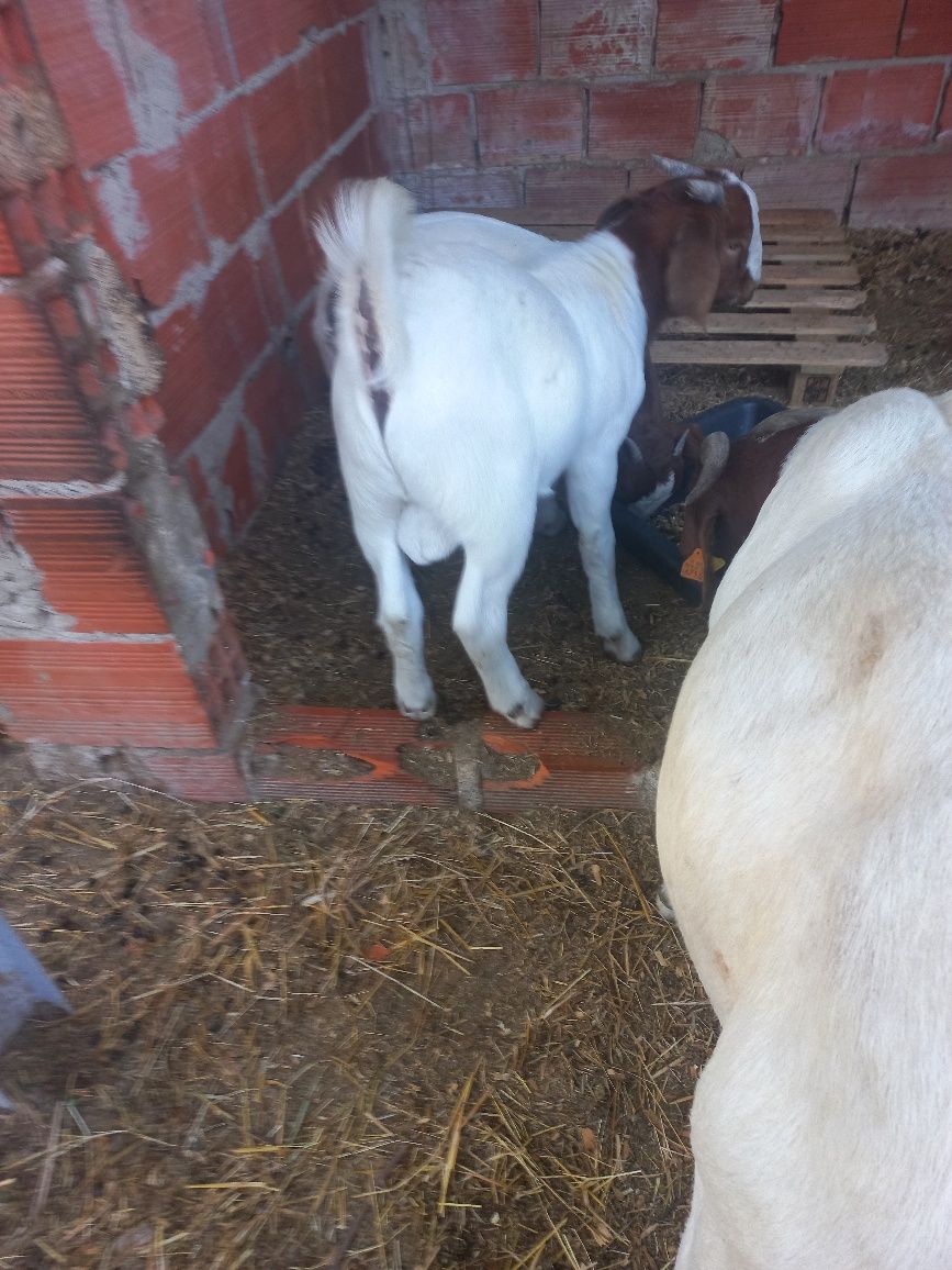 Cabrito boer pais a vista