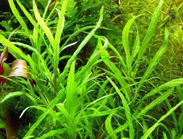 Гигрофила Кринклед. Аквариумные растения