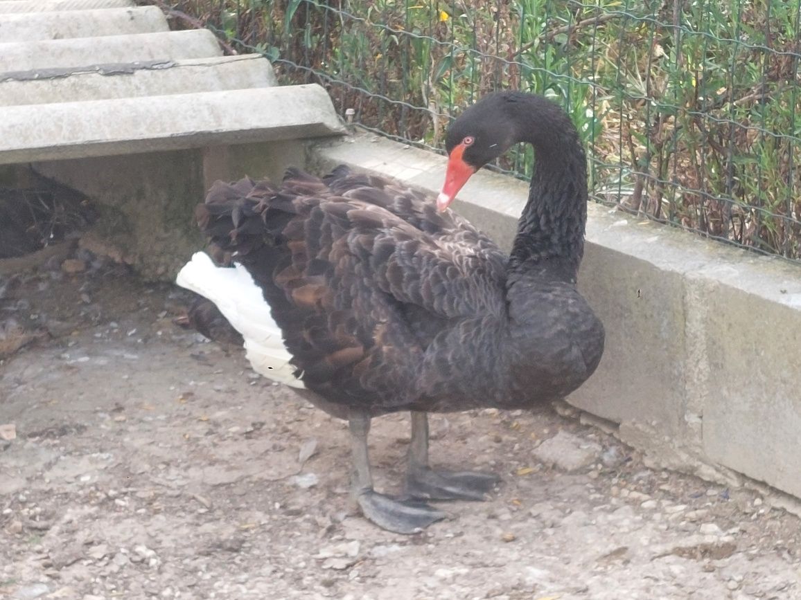 Vendo  cisne  com 2 anos