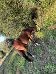 Disponivel cavalo