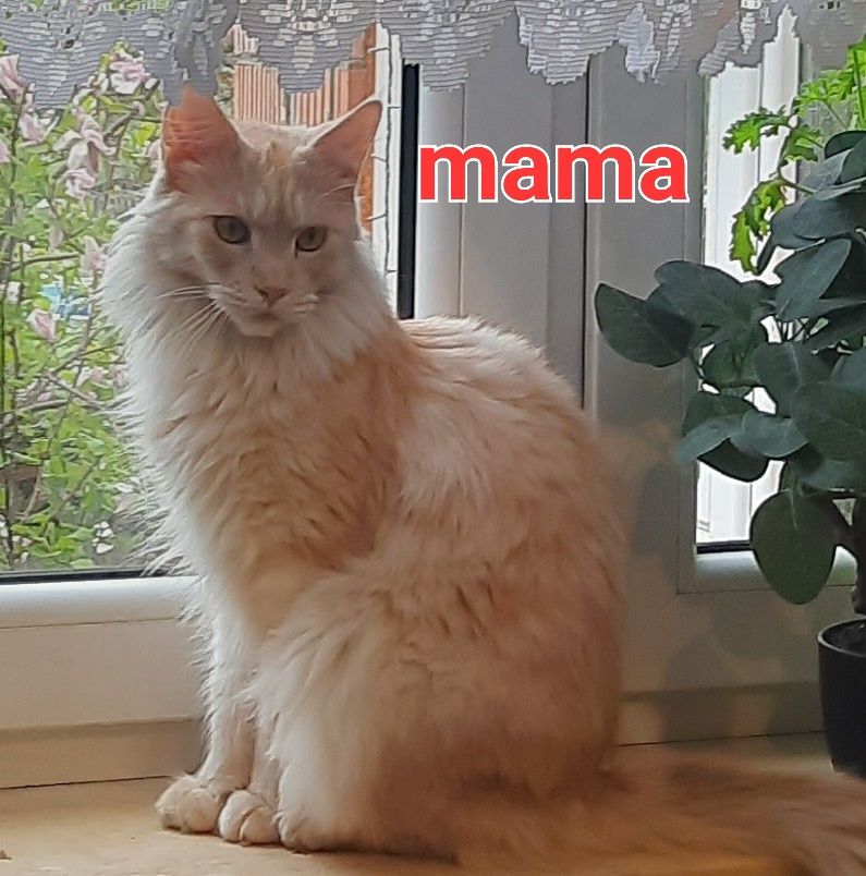Sprzedam kocurka rasy Maine Coon urodzonego 27.03.2025  o imieniu Dawd