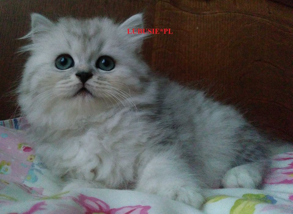 USIA LUBUSIE*PL - kotka Brytyjska Długowłosa srebrna, do rezerwacji.