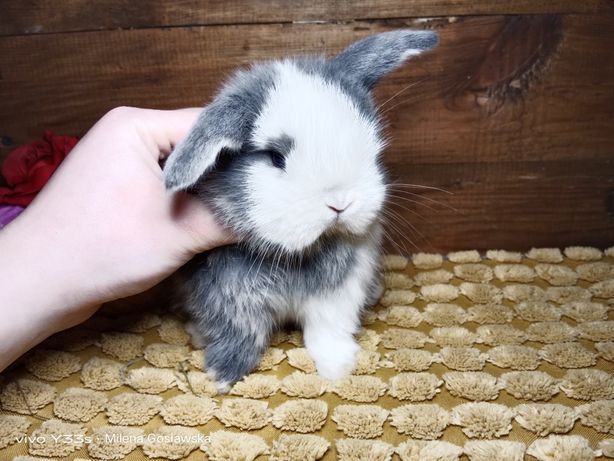 Mini lop, królik miaturka króliczek baranek, karzełek