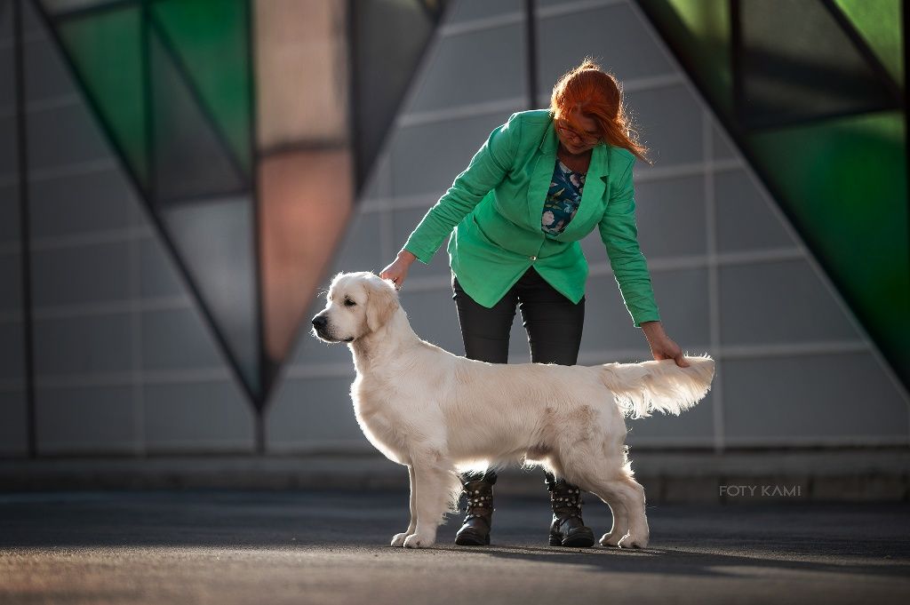 Golden retriever po championach Związek Kynologiczny w Polsce FCI