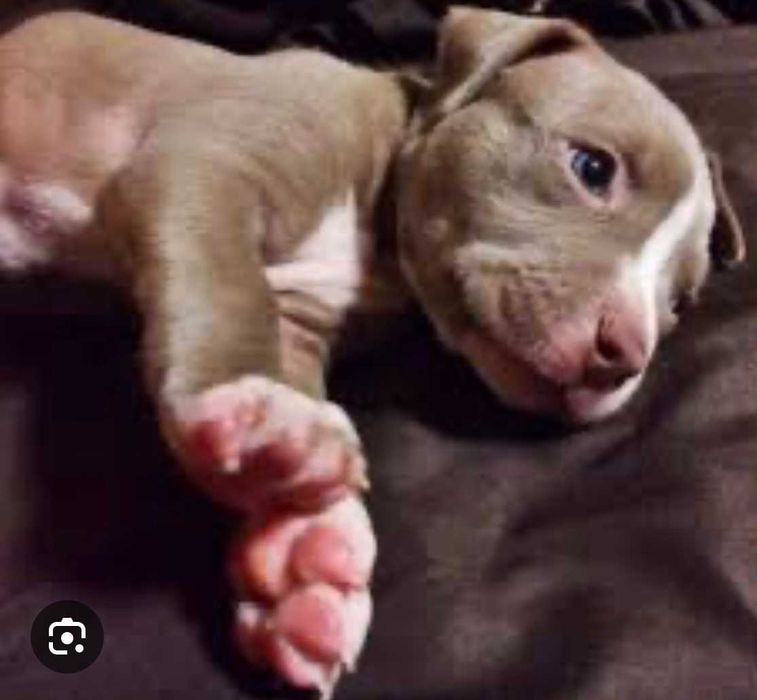 Продаються цуценята Американського Підбультерєра!!!