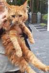 Maine Coon Kocurek