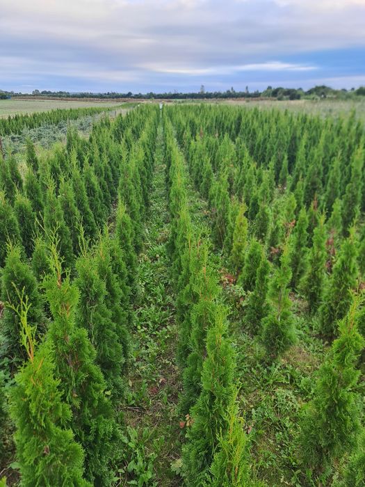 Thuja Smaragd /  Producen /  Pomorskie / Promocja