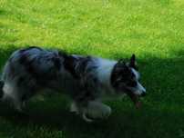 border collie suka blue merle niebieskie oczy