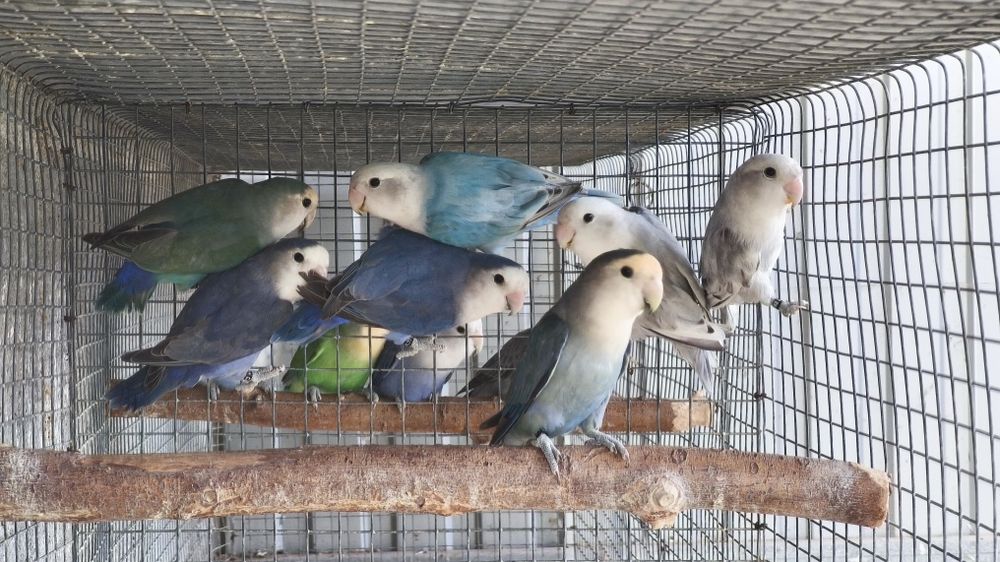 Agapornis roseicollis