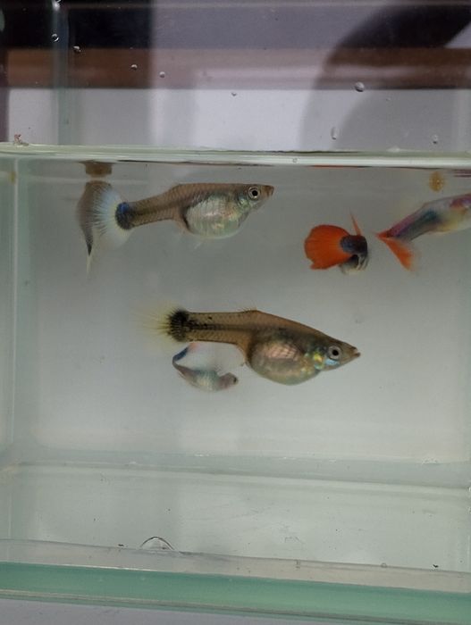 Gupik tuxedo kolorowe gupiki